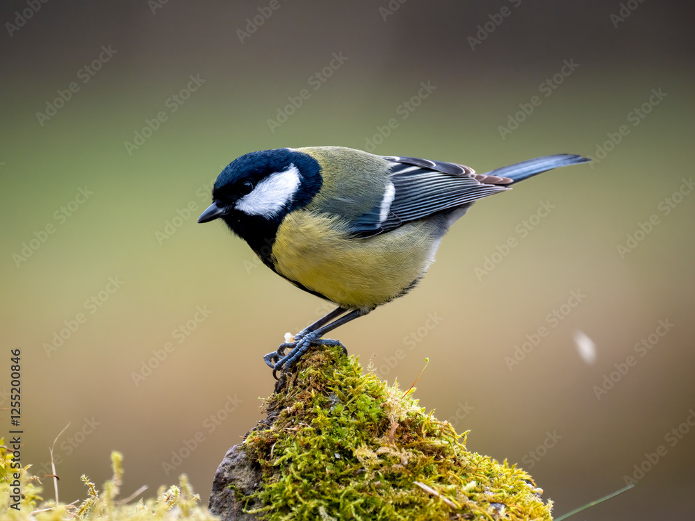 Obraz premium Kohlmeise (Parus major)