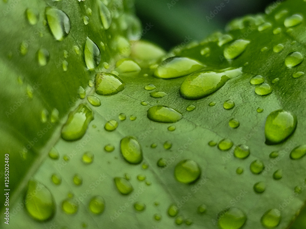 The background of wet leaves exposed to raindrops looks fresh and beautiful green. The background of wet leaves exposed to raindrops looks fresh and beautiful green.