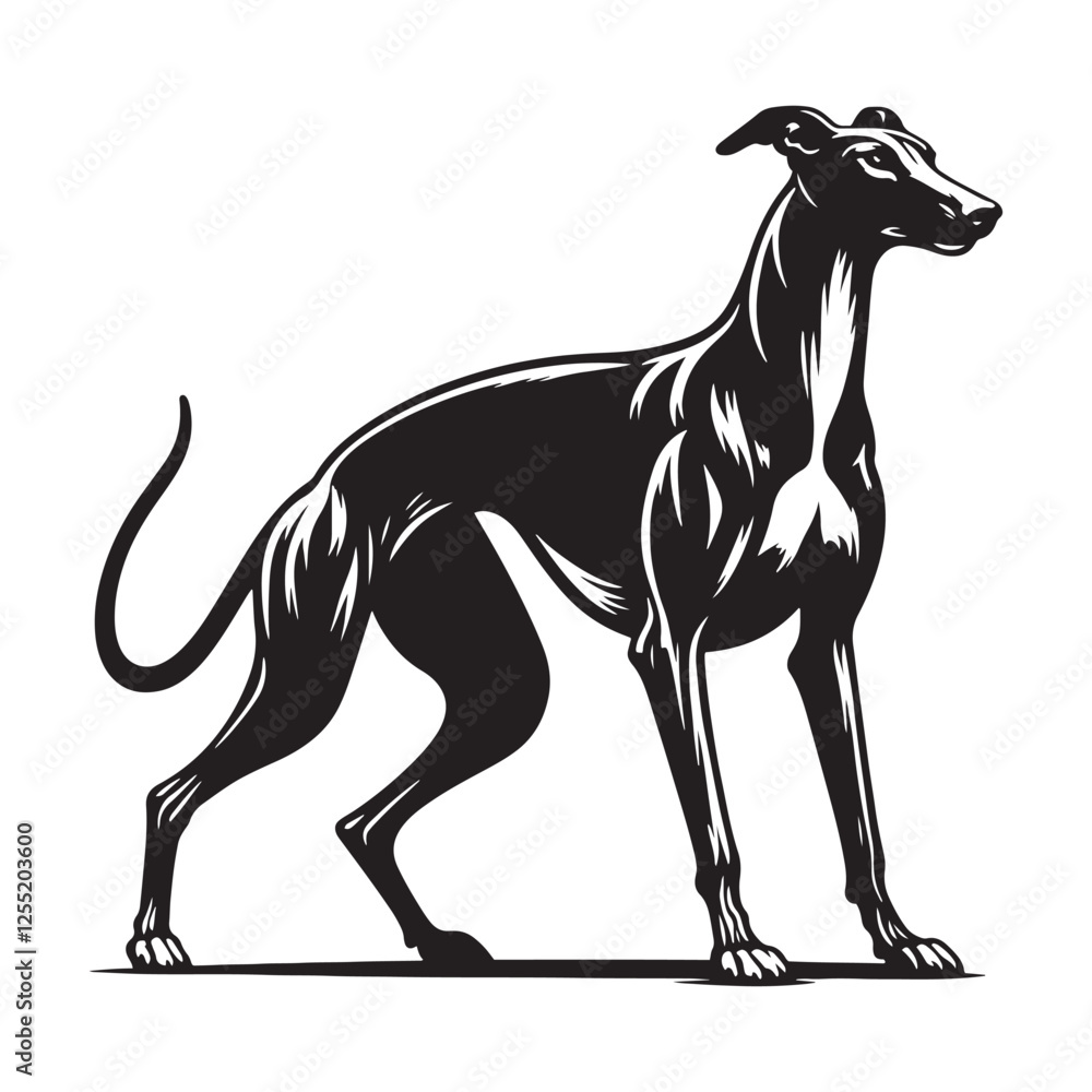 Obraz premium Iconic Greyhound silhouette showcasing sleek body shape - Greyhound illustration - minimal Greyhound vector - dog silhouette 