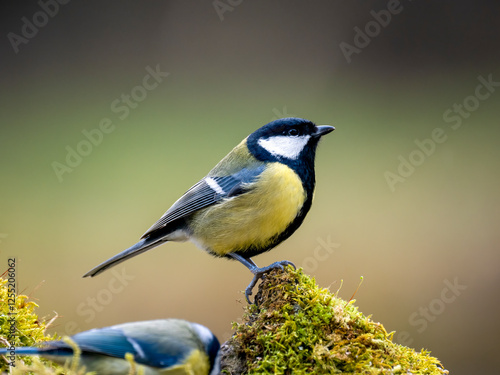 Vászonkép Kohlmeise (Parus major)