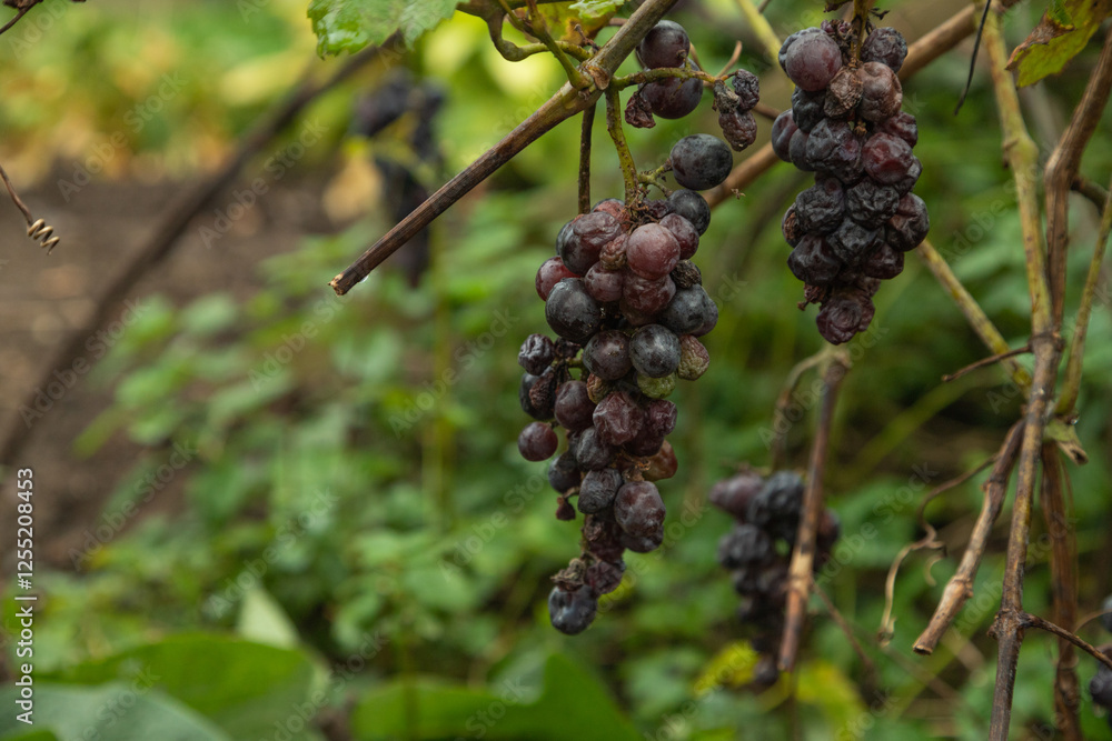 bunches of rotten and dry red wine grapes on branches in autumn bunches of rotten and dry red wine grapes on branches in autumn