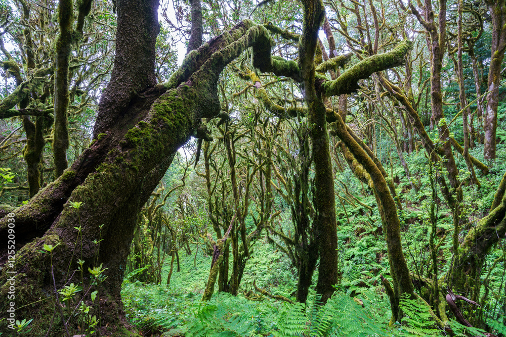 Fototapeta premium Garajonay National Park. La Gomera (Canary Islands)