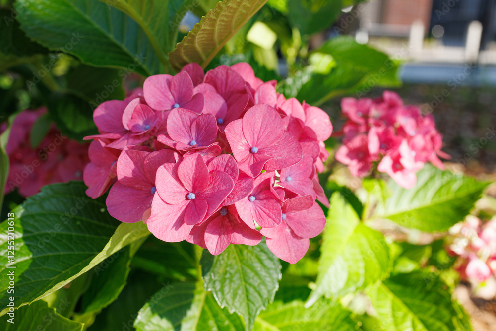 Soft afternoon sunlight highlights the vibrant colors of a deep pink hydrangea flower surrounded by lush green foliage. Soft afternoon sunlight highlights the vibrant colors of a deep pink hydrangea flower surrounded by lush green foliage.
