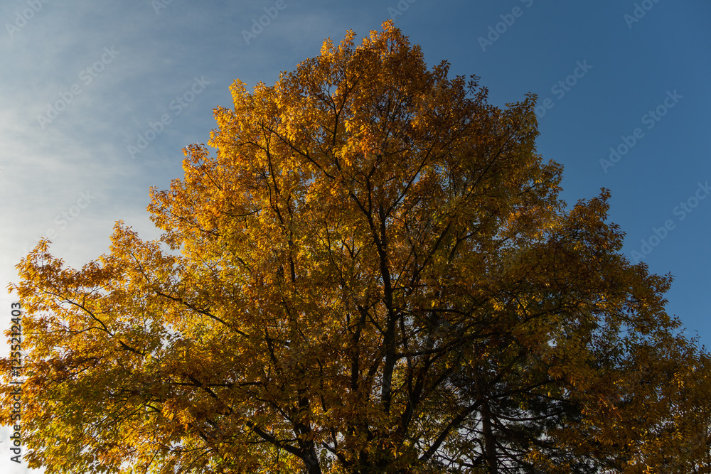 Golden autumn leaves. Landscape garden. Golden crown of huge red oak tree at sunset against a blue autumn sky. Nature concept for design Golden autumn leaves. Landscape garden. Golden crown of huge red oak tree at sunset against a blue autumn sky. Nature concept for design