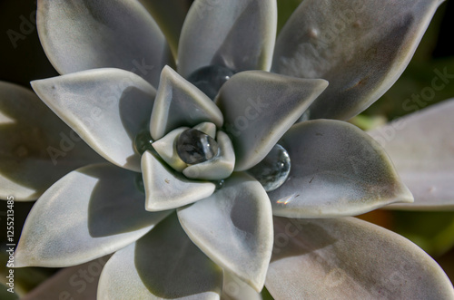 La Graptopetalum paraguayense se llama la planta fantasma debido a los residuos en las hojas que la hacen parecer un fantasma photo