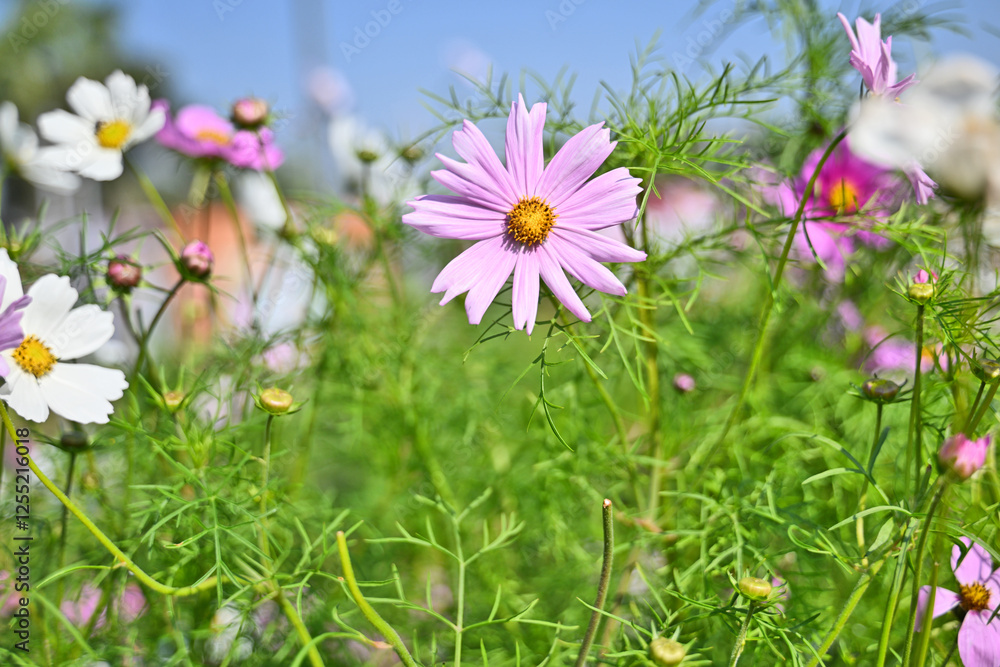 A beautiful pink cosmos flower stands out against a backdrop of lush green foliage, with a burst of white and pink blooms scattered around. A beautiful pink cosmos flower stands out against a backdrop of lush green foliage, with a burst of white and pink blooms scattered around.
