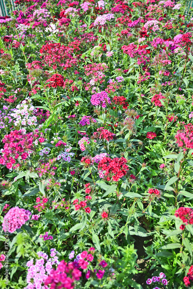 A vibrant display of various flowers in shades of pink and red, creating a colorful tapestry against a lush green backdrop. A vibrant display of various flowers in shades of pink and red, creating a colorful tapestry against a lush green backdrop.