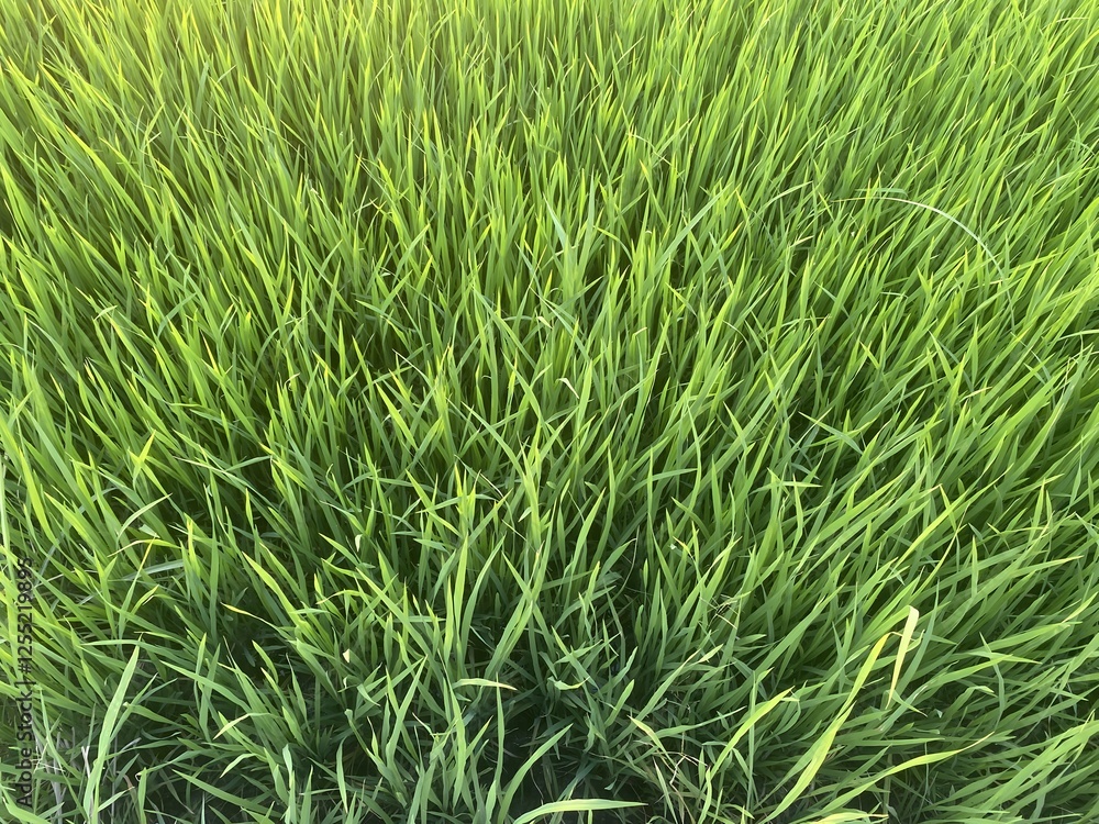 Green grass field Green grass field