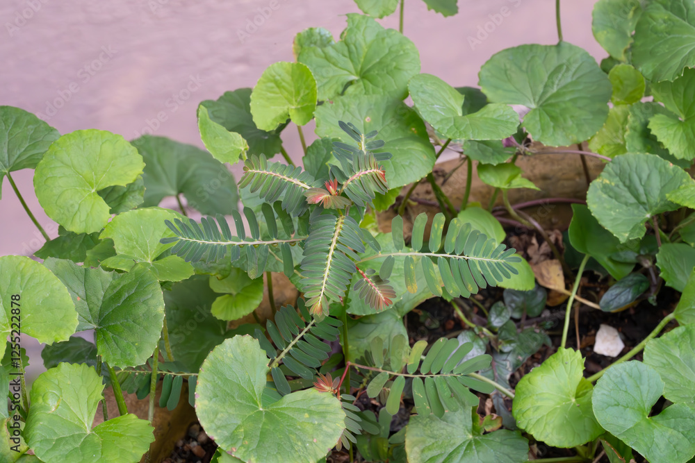 Gotu Kola Garden: Fresh Herbs for Wellness Gotu Kola Garden: Fresh Herbs for Wellness