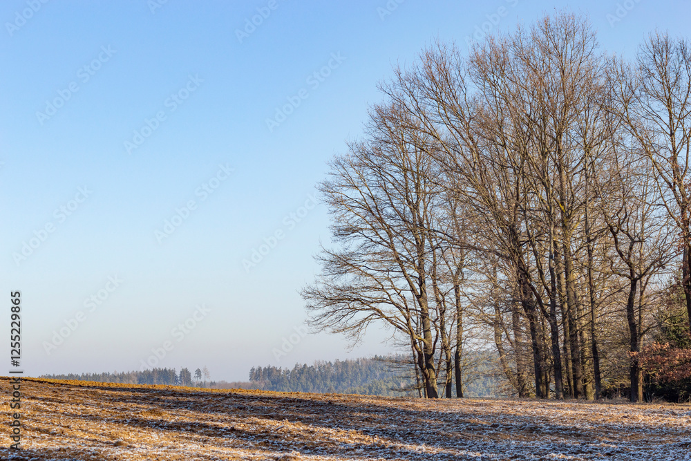 Forest and field on a cold winter morning in South Bohemia.