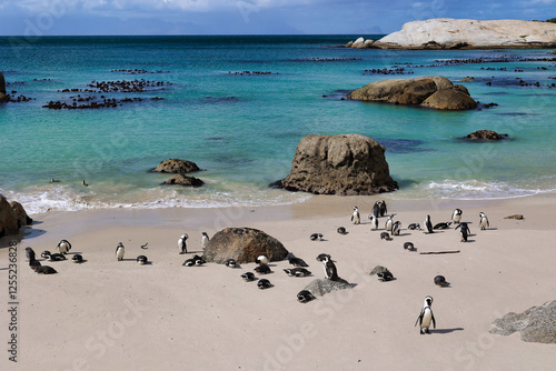 colony of african penguins in boulders beach
