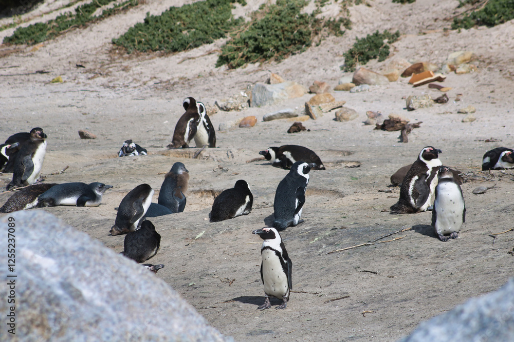 Fototapeta premium penguins on the sand they drying in the sun