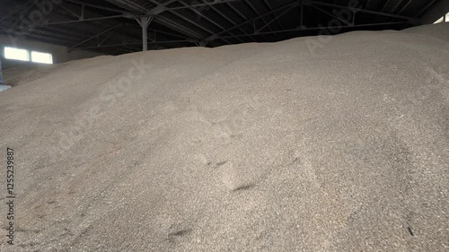 Large warehouse for grain storage. Pile of heaps of wheat grains at mill storage