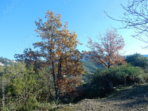foliage on the trail between Riva Trigoso and Moneglia, Liguria, Italy