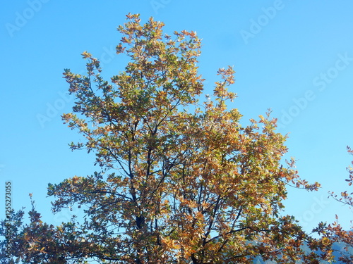 foliage on the trail between Riva Trigoso and Moneglia, Liguria, Italy