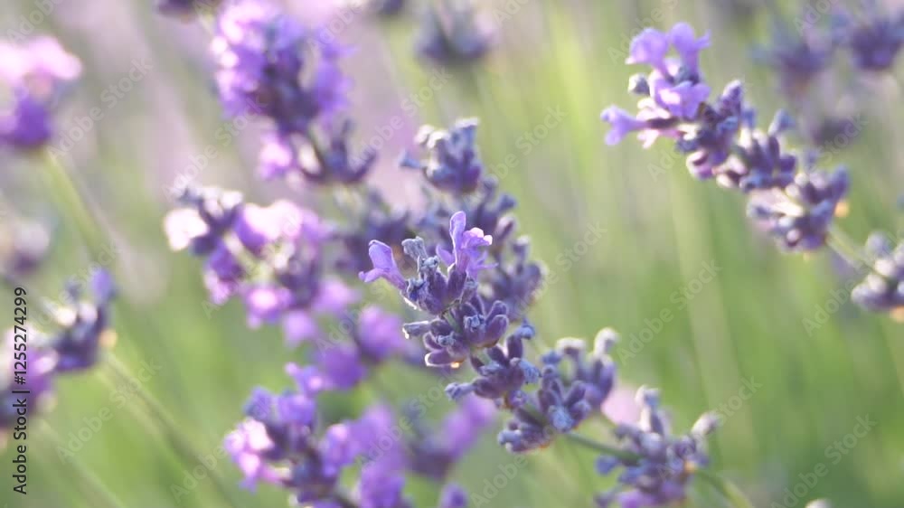 A bunch of purple flowers with green leaves. The flowers are in a field and the sun is shining on them. A bunch of purple flowers with green leaves. The flowers are in a field and the sun is shining on them.