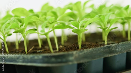 Young matthiola incana or stock flower seedlings growing in a seedling tray. Healthy seedlings pan close up.