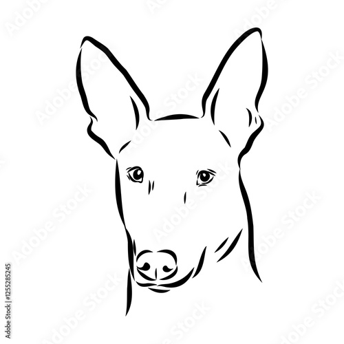 Pharaoh hound vector illustration. Purebred dog vector illustration. Hand drawn dog sketch.