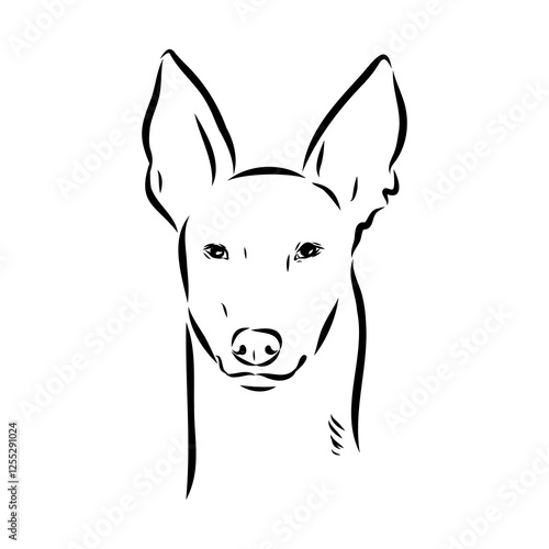 Pharaoh hound vector illustration. Purebred dog vector illustration. Hand drawn dog sketch.