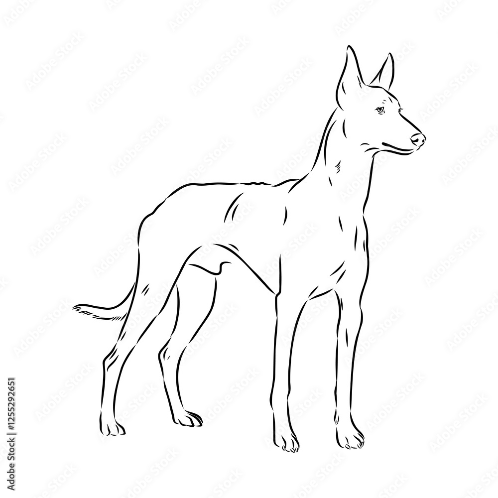 Obraz premium Pharaoh hound vector illustration. Purebred dog vector illustration. Hand drawn dog sketch.
