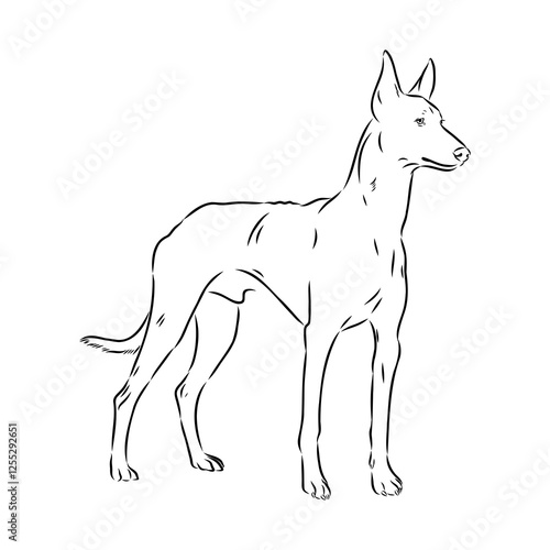 Pharaoh hound vector illustration. Purebred dog vector illustration. Hand drawn dog sketch.