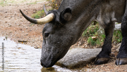 Grey bull drinking water at the riverbank in a natural setting