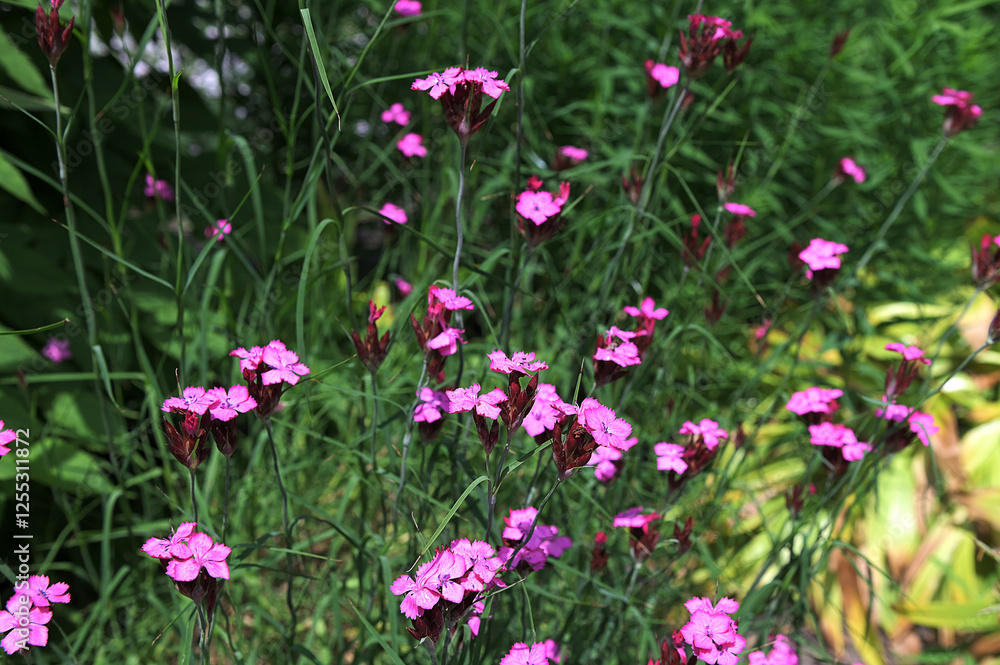 Dianthus campestris Carnation. Pink wildflowers on a grass background. Dianthus campestris Carnation. Pink wildflowers on a grass background.