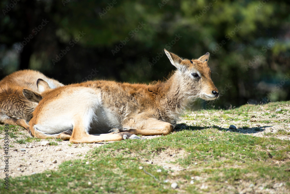 Waterbuck (Kobus ellipsiprymnus) - Safari Park Waterbuck (Kobus ellipsiprymnus) - Safari Park