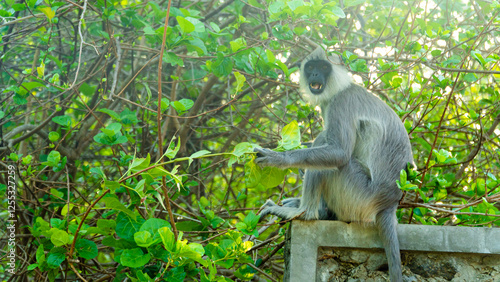 Tufted gray langur in Sri Lanka. Specie Semnopithecus priam. photo