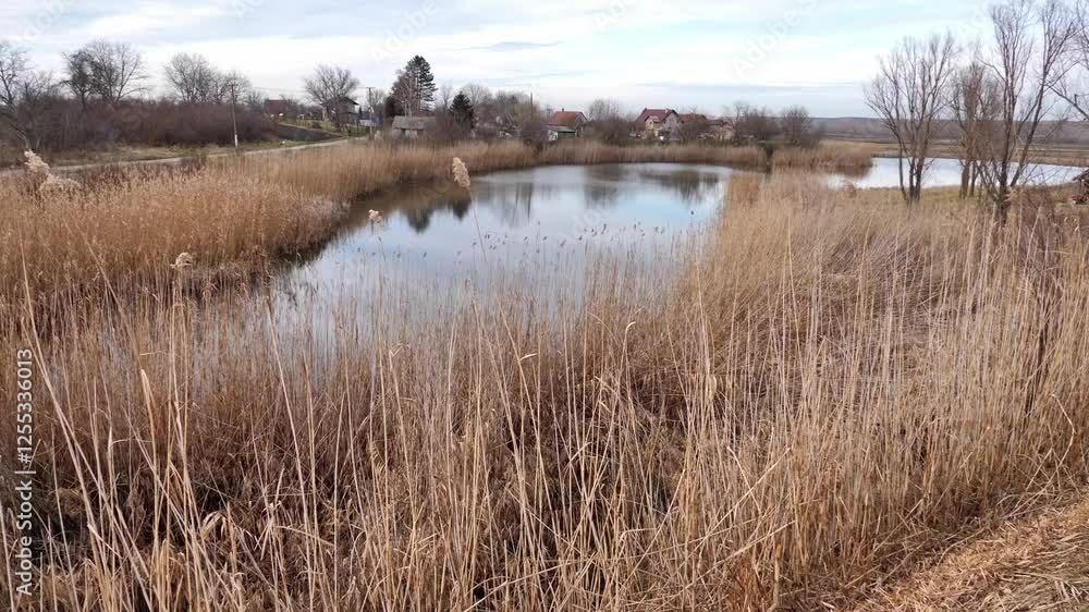 Serenity of a tranquil pond surrounded by tall grasses in an early spring landscape Serenity of a tranquil pond surrounded by tall grasses in an early spring landscape