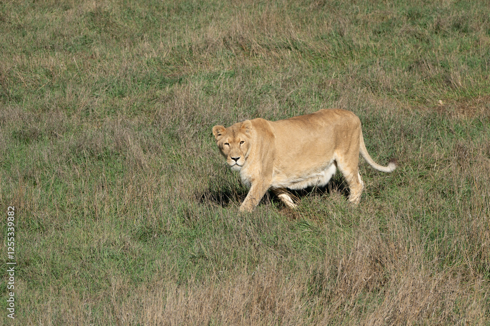 Lioness Grassland Walking Predator in a grassy field, walking towards the camera. Lioness Grassland Walking Predator in a grassy field, walking towards the camera.
