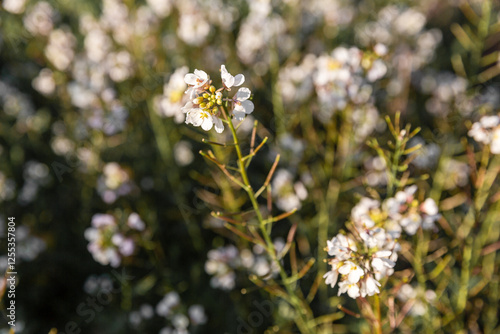Fleurs blanches sauvages