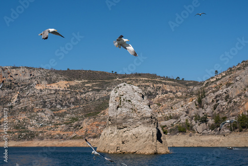 seagulls flying in the blue sky over green canyon in turkey