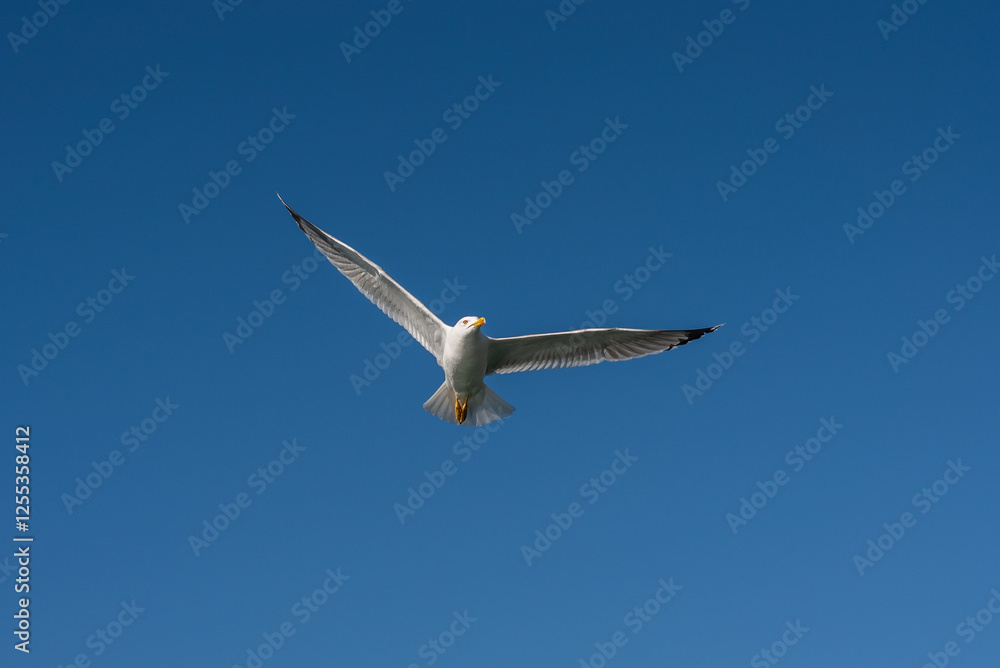 a white seagull bird in flight flying high in the blue sky above isolated a white seagull bird in flight flying high in the blue sky above isolated