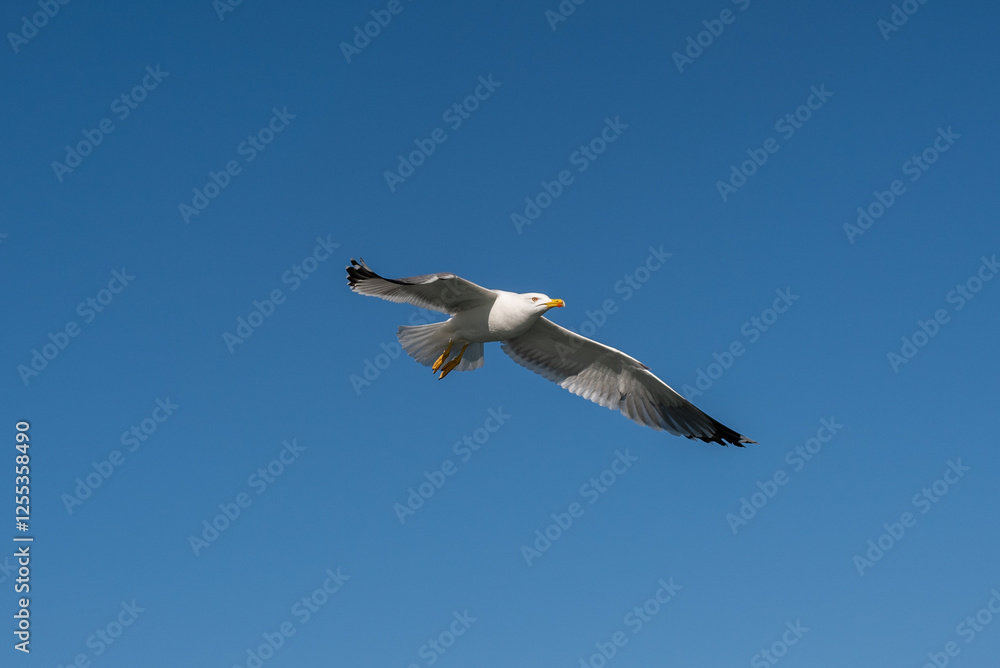 seagull in flight bird flying soaring blue sky isolated movement dynamic white tern seagull in flight bird flying soaring blue sky isolated movement dynamic white tern