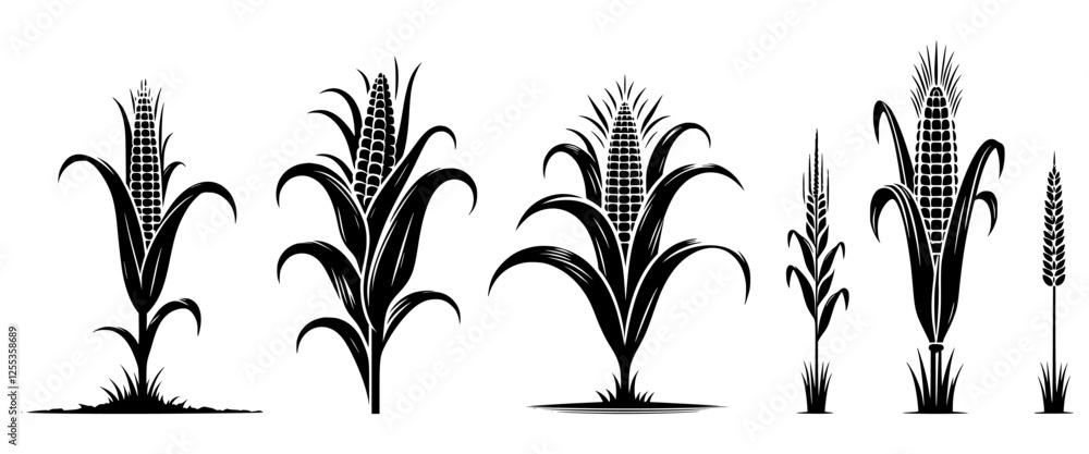 set of corn stalk isolated on white set of corn stalk isolated on white