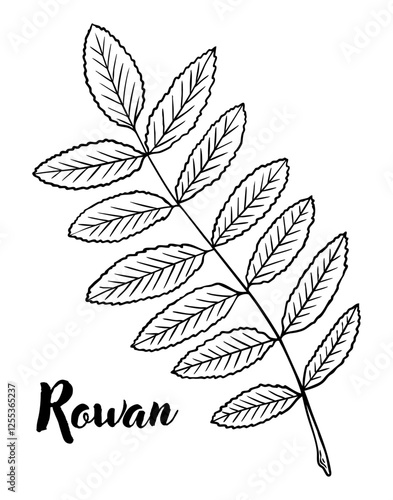 Rowan leaf line art vector illustration. Leaves, botanical engraving element, ink, line drawing