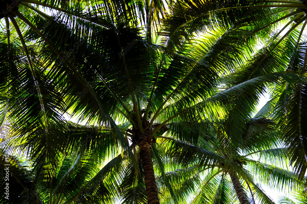 Fototapeta premium Coconut palm tree plantation. Tan Chau. Vietnam.