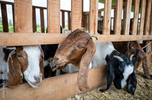 Domestic male goats, Capra aegagrus, in the farmhouse in Kulon Progo, Yogyakarta, Indonesia photo