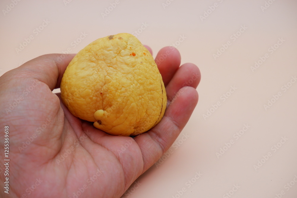 Hand Holding an Avocado Seed Against a Warm White-Orange Background Hand Holding an Avocado Seed Against a Warm White-Orange Background