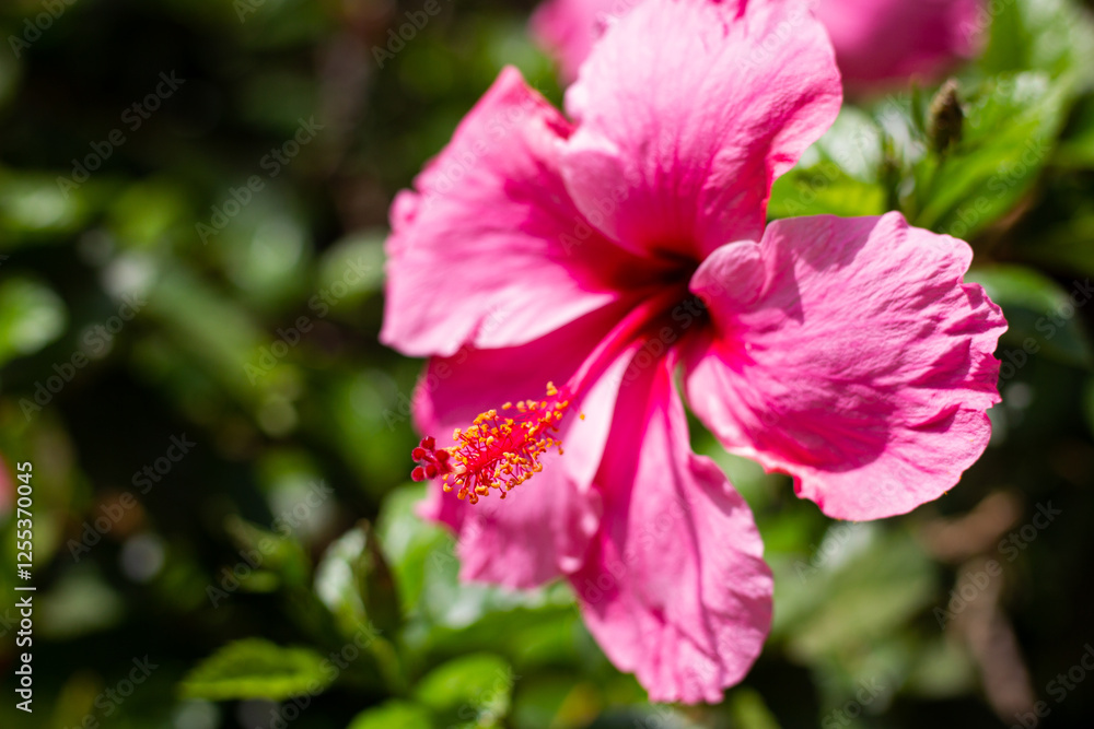 Fototapeta premium Red and pink flowers with water and beautiful landscape behind