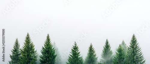Modern Scenic Branding Foggy Forest of Evergreen Trees in Mist - Atmospheric Content for Eco-Tourism Marketing and Sustainable Landscape Design Inspiration