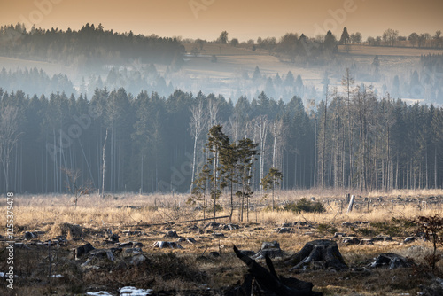 Cleared forest with a lonely trees and trunks, Javorice, Mrakotin, Czechia photo