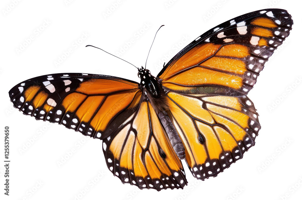 Fototapeta premium PNG Butterfly invertebrate appliance monarch.