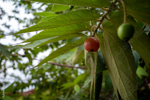 Ripe and red Kersen, Talok, Cherry, Jamaican cherry, Muntingia calabura fruit, among its green leaves photo