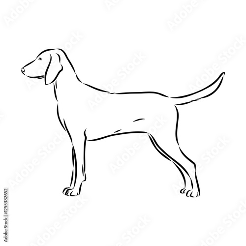 Porcelaine dog isolated on white background. Hand drawn dog breed vector sketch.