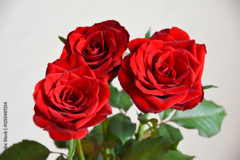 赤い薔薇 赤い薔薇