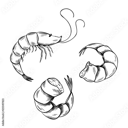 Set of Vector peeled Shrimp Silhouette. Sketch of seafood. Hand Drawn linear Symbol. Monochrome illustration for icon, menu, package. Engraving Marine food art