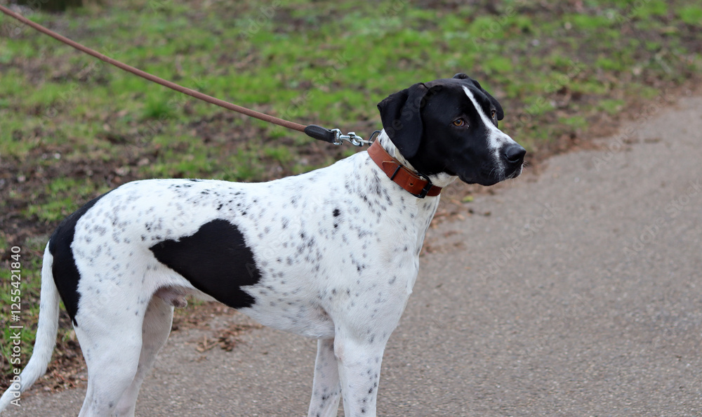 Dog training concept. A black and white dog walking on a leash in a park. Beautiful dog with heart shape spot on a side. Dog training concept. A black and white dog walking on a leash in a park. Beautiful dog with heart shape spot on a side.