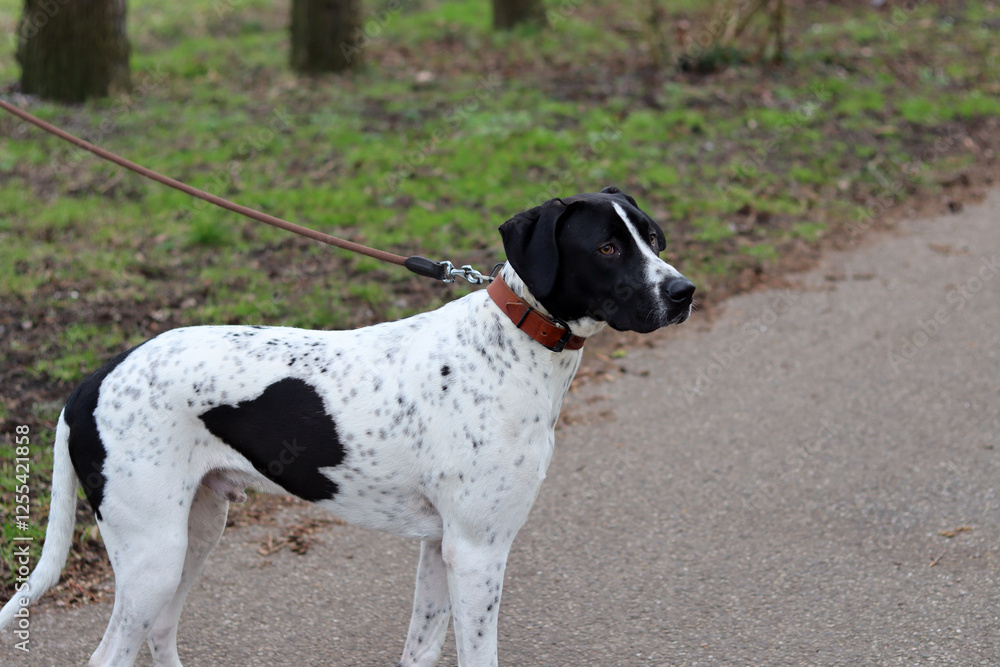 Dog training concept. A black and white dog walking on a leash in a park. Beautiful dog with heart shape spot on a side. Dog training concept. A black and white dog walking on a leash in a park. Beautiful dog with heart shape spot on a side.